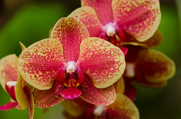 Flor de orquídea vermelha e amarela fechar com fundo azul — Fotografia de Stock