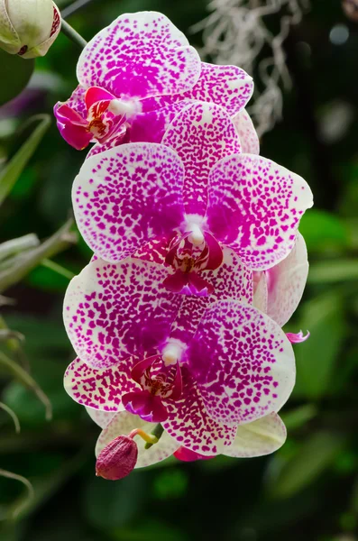 Mazzo di fiori di orchidea rosa e bianca con blured — Foto Stock