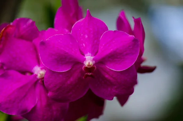 Magenta flor de orquídea fechar com fundo azul — Fotografia de Stock