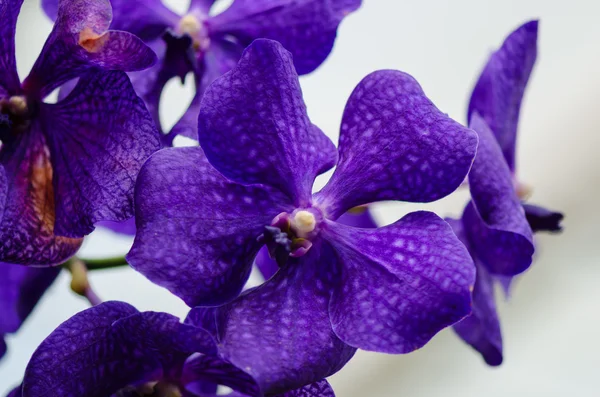 Flor roxa escura da orquídea fechar-se com azul claro azul — Fotografia de Stock
