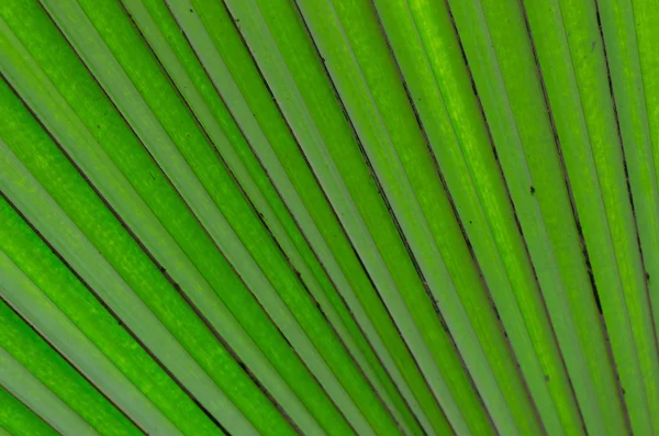 Linee diagonali in dettaglio di grande grande foglia verde — Foto Stock