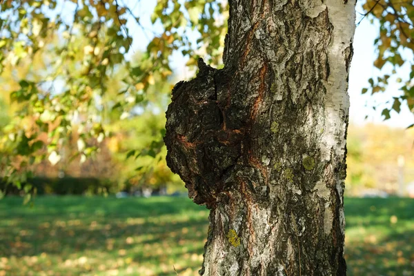 Chaga mantarları (Inonotus obquus) bir huş ağacının gövdesinde parazit yapar. Kurutulmuş Chaga, yaşlanma sürecini yavaşlatır, kolesterolü düşürür, vitamin, mineral ve besin bakımından zengin bir türdür..