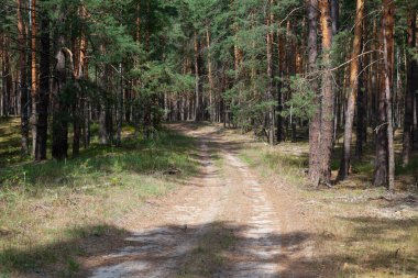 Kozalaklı çam ormanı, güneşli yaz günü. Ormanın çalılıklarına giden kirli bir yol..