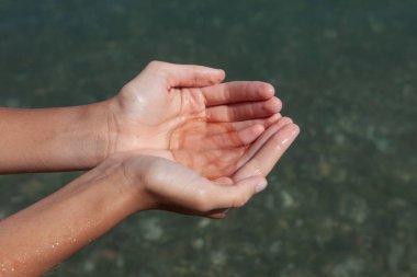 Tarak jölesi Ctenophora. Kadın avuçlarında Beroe salatalıkları. Beroe salatalığı deniz anasına benzer, plankton ve havyar yiyen bir deniz yırtıcısıdır..