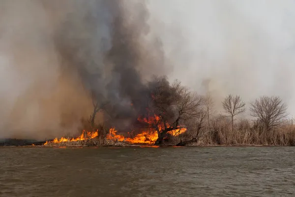 아스트라한 지역의 강기슭에서 화재가 했습니다 러시아 갈대를 태우는 것이라 진로에 — 스톡 사진
