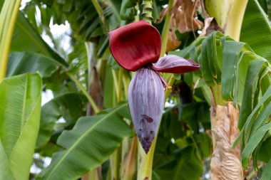 Muz çiftliği. Yumurtalık çiçeği, tomurcuk ya da şişkinlik. Seçici odak.