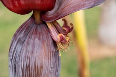 Muz ağacında yumurtalık, tomurcuk ya da şişkinlik. Seçici odak, yakın plan.