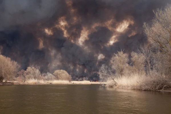 불이무 자비하게 동식물을 파괴한다 공원에서의 러시아 아스트라한 지역의 강에서 갈대를 — 스톡 사진
