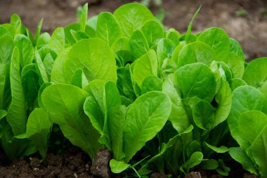 Bahçede yetişen yeşil marul. Organik vejetaryen yiyecekler, yeşil yapraklar, yakın plan..