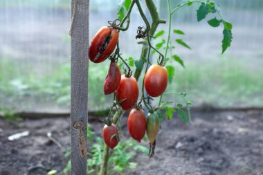 Rotten Tomatoes affected by late blight or phytophthora in  Greenhouse. Diseases of nightshade plants. Selective focus. clipart