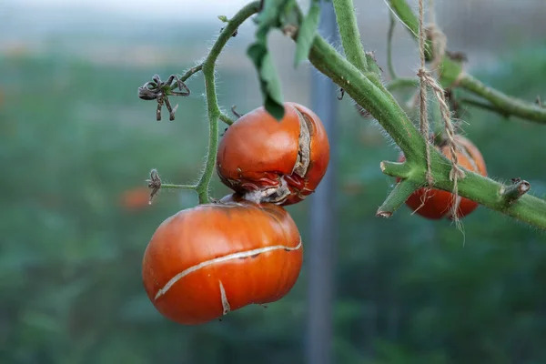Geç tahribat ya da phytophthora 'dan etkilenen daldaki domates. Sera çiftliği. İtüzümü bitkilerinin hastalıkları.