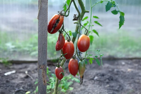 Tomate Podre Afetado Pela Praga Tardia Phytophthora Estufa Doenças Plantas Imagem De Stock