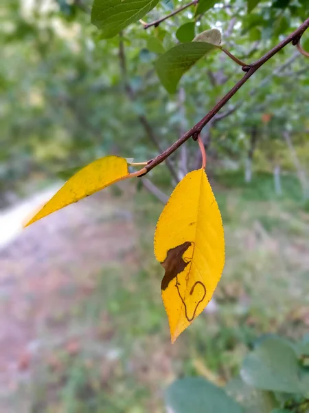 Herbstblätter Baum — Stockfoto