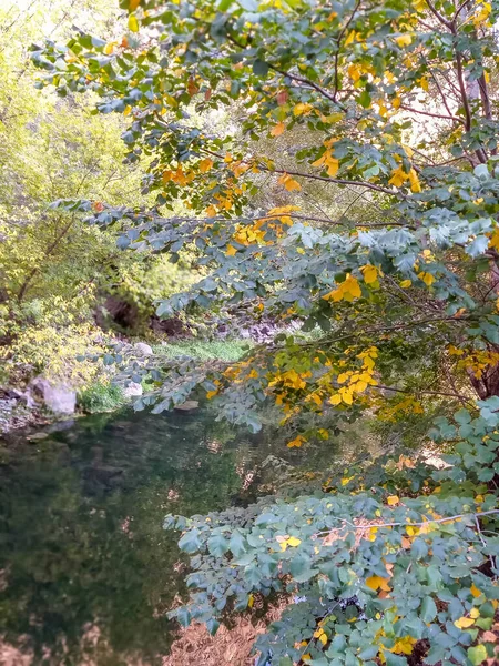 Φθινοπωρινά Φύλλα Στο Δέντρο — Φωτογραφία Αρχείου