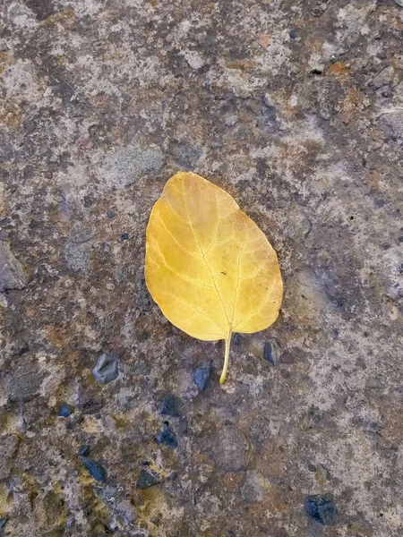 Geel Herfstblad Grond — Stockfoto