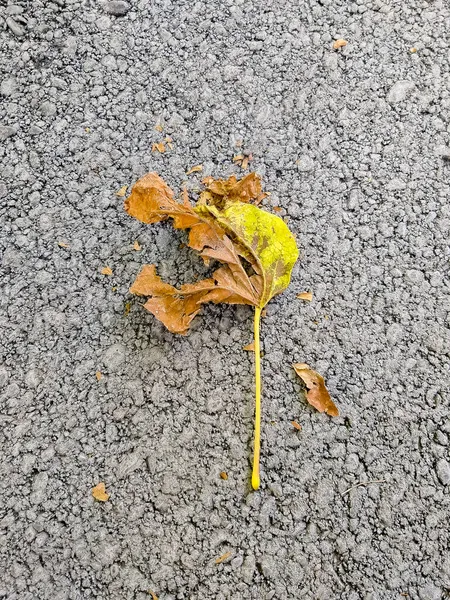 Gelbes Herbstblatt Auf Dem Boden — Stockfoto