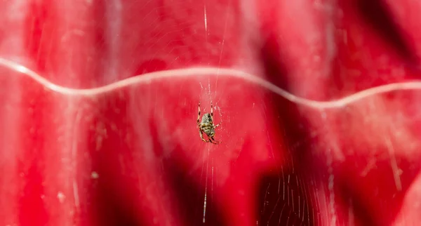 Background Web Spider Web Background Spider — Stock Photo, Image