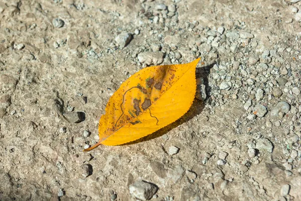 Gelbes Herbstblatt Auf Dem Boden — Stockfoto