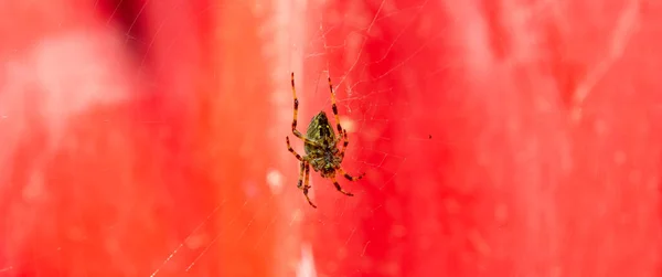 Hintergrund Mit Netz Spinne Netz Hintergrund Mit Spinne — Stockfoto