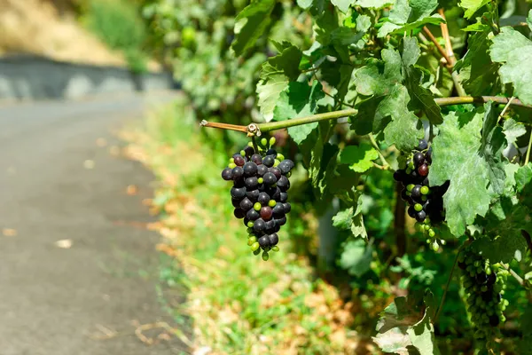 Bunch Grapes Bunch Grapes Vinery — Stock Photo, Image