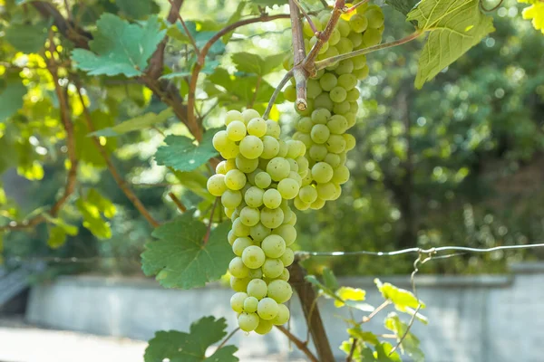 Cacho Uvas Cacho Uvas Vinícola — Fotografia de Stock