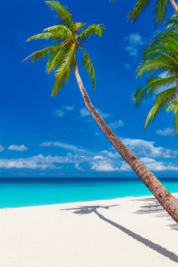 palmiye ağaçları, yaz tatili dikey ph ile tropikal kum plaj