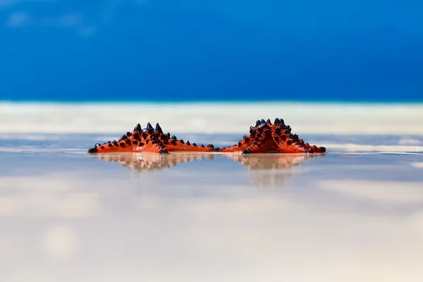 Dos estrellas de mar en el fondo de la playa de arena —  Fotos de Stock