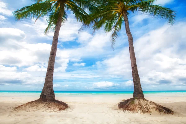 Unspoiled tropical beach in the Maldives — Stock Photo, Image