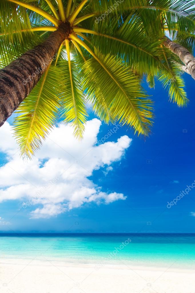 Dream scene. Beautiful palm tree over white sand beach. Summer n