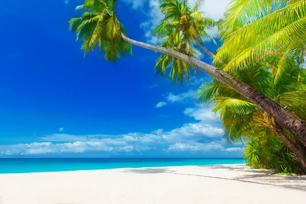 Dream scene. Beautiful palm tree over white sand beach. Summer n — Stock Photo, Image