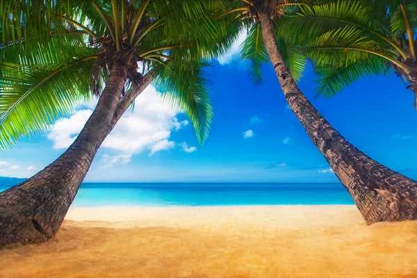 Escena de sueños. Hermosa palmera sobre la playa de arena blanca. Verano n —  Fotos de Stock