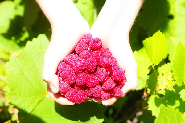 Raspberry in palms — Stock Photo, Image