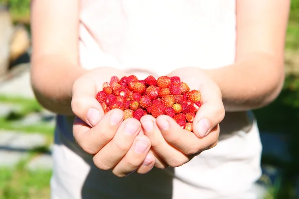 Fresh strawberries in the hands — Stock Photo, Image