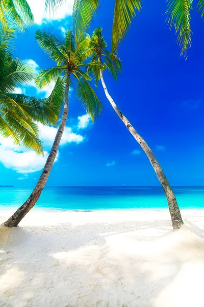 Traumszene. Schöne Palme über weißem Sandstrand. Sommer n — Stockfoto