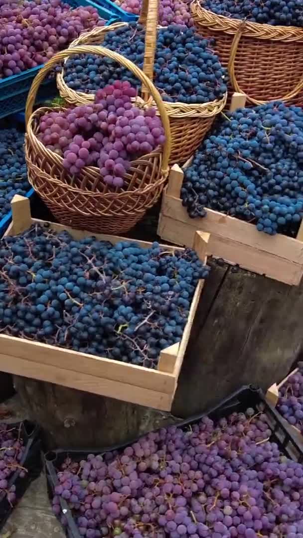 Cajas y cestas llenas de uvas de diferentes variedades. Cosecha de uva en el viñedo familiar. Formato de vídeo vertical — Vídeo de stock