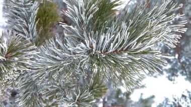 Karla kaplı çam ormanı. Çam dalları karla kaplıdır. Dikey video biçimi. Yüksek kalite 4k görüntü