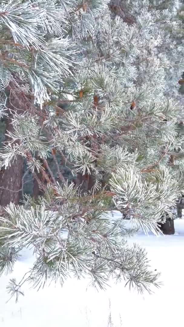 雪に覆われた冬の松林 霜で覆われたクローズアップで松の枝 垂直ビデオフォーマット 高品質4K映像 — ストック動画