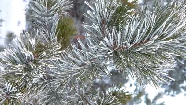 Snötäckt Vintertallskog Tall Grenar Närbild Täckt Med Frost Vertikalt Videoformat — Stockvideo