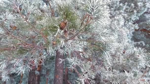 Forêt Pins Hiver Enneigée Branches Pin Gros Plan Recouvertes Givre — Video