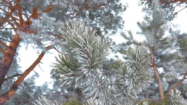 Ośnieżony Zimowy Las Sosnowy Gałęzie Sosny Zbliżeniu Pokryte Mrozem Wysokiej — Wideo stockowe