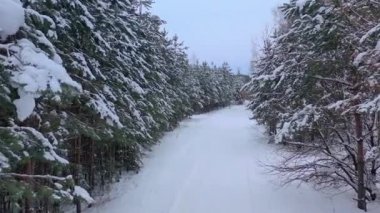 Karla kaplı çam ormanının insansız hava aracı görüntüsü. Çam dalları buzla kaplı. Yüksek kalite 4k görüntü