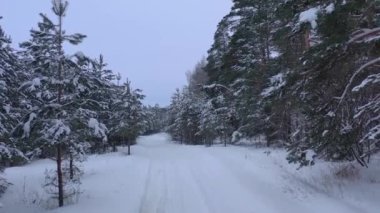 Karla kaplı çam ormanının insansız hava aracı görüntüsü. Çam dalları buzla kaplı. Yüksek kalite 4k görüntü