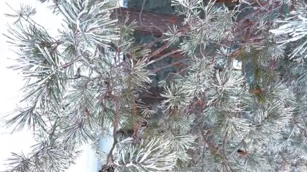 Met Sneeuw Bedekt Winterdennenbos Dennentakken Close Bedekt Met Vorst Verticaal — Stockvideo