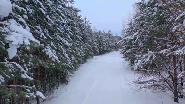 Luchtfoto Van Drone Besneeuwd Winterdennenbos Dennentakken Bedekt Met Vorst Hoge — Stockvideo