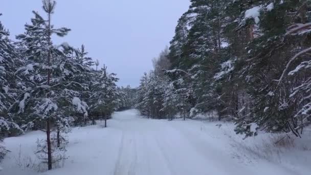 Aerial View Drone Snow Covered Winter Pine Forest Pine Branches — Stock Video