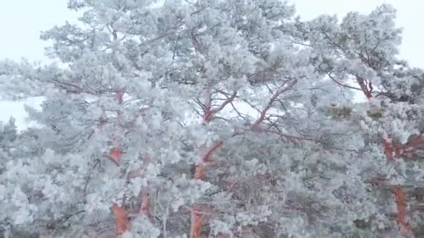 Widok z lotu ptaka na pokryty śniegiem zimowy las sosnowy. Gałęzie sosny pokryte mrozem. — Wideo stockowe