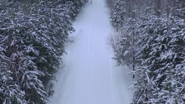Letecký pohled z dronu na zasněženém zimním borovicovém lese. Borové větve pokryté mrazem. — Stock video