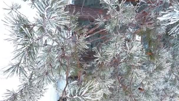 Ośnieżony zimowy las sosnowy. Gałęzie sosny w zbliżeniu pokryte mrozem. Pionowy format wideo — Wideo stockowe