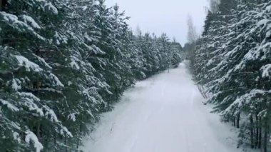 Karla kaplı çam ormanının insansız hava aracı görüntüsü. Çam dalları buzla kaplı. Yüksek kalite 4k görüntü