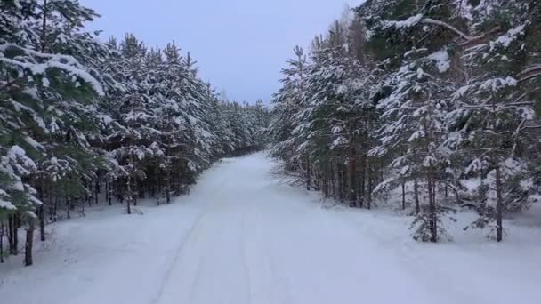 Flygfoto Från Drönare Snötäckt Vintertallskog Tallkvistar Täckta Med Frost Högkvalitativ — Stockvideo